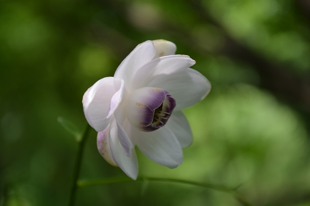 日本固有種 1属1種の花 レンゲショウマ 山形市野草園