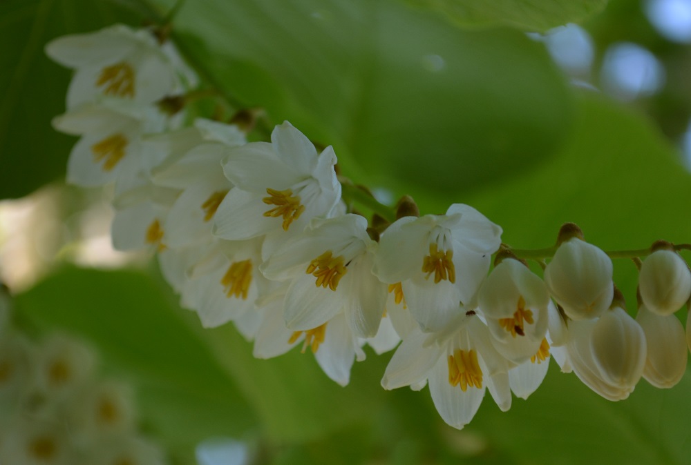 ユリ科の乙女の花 ヒメサユリ 山形市野草園