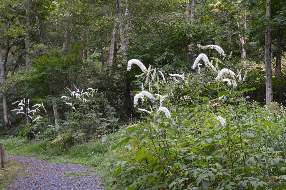 白いブラシのようなサラシナショウマの花がいっぱい咲いています 山形市野草園