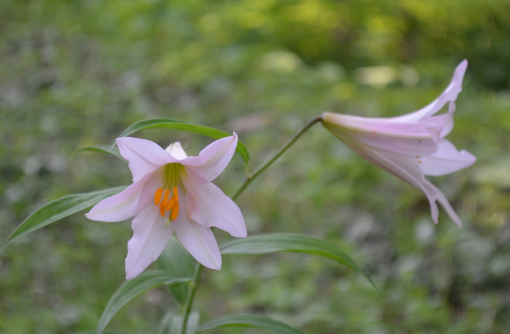 ユリ科の乙女の花 ヒメサユリ 山形市野草園