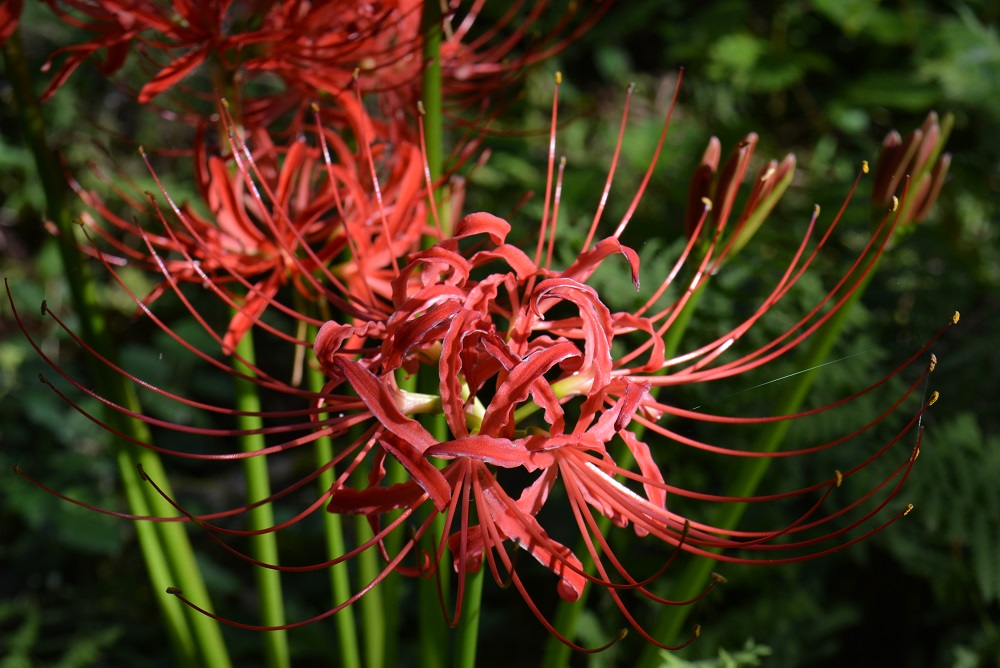 いろいろな名前を持つ赤い花 ヒガンバナ 山形市野草園