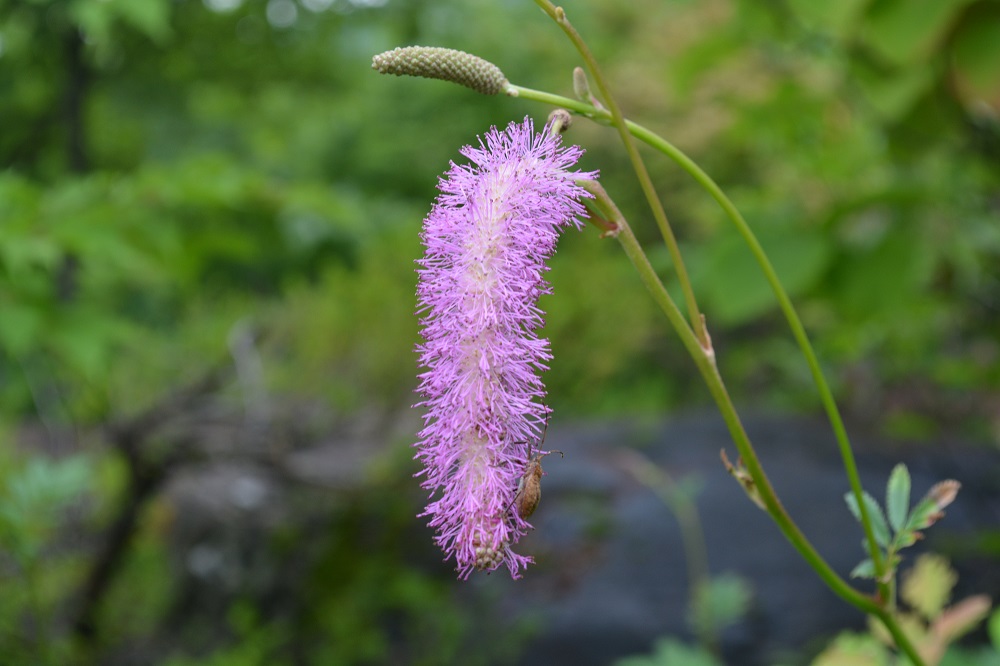 日本固有種の貴重な花 マツムシソウ 山形市野草園