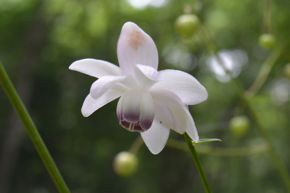 淡紫白色の花を下向きに開くレンゲショウマ 山形市野草園