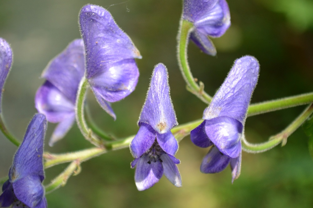 ウゼントリカブトの花は鮮やかな紫色 山形市野草園