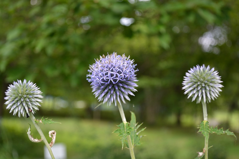 日本固有種 1属1種の花 レンゲショウマ 山形市野草園