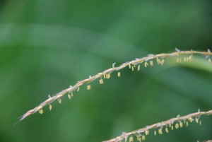 ススキ8,18 (2)
