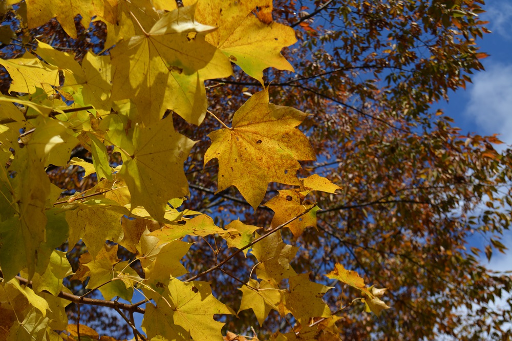 カエデの森 の紅葉が深まっていきます 山形市野草園