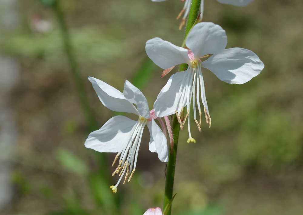 葉がヤナギに似て 花はランのように美しい ヤナギラン 山形市野草園