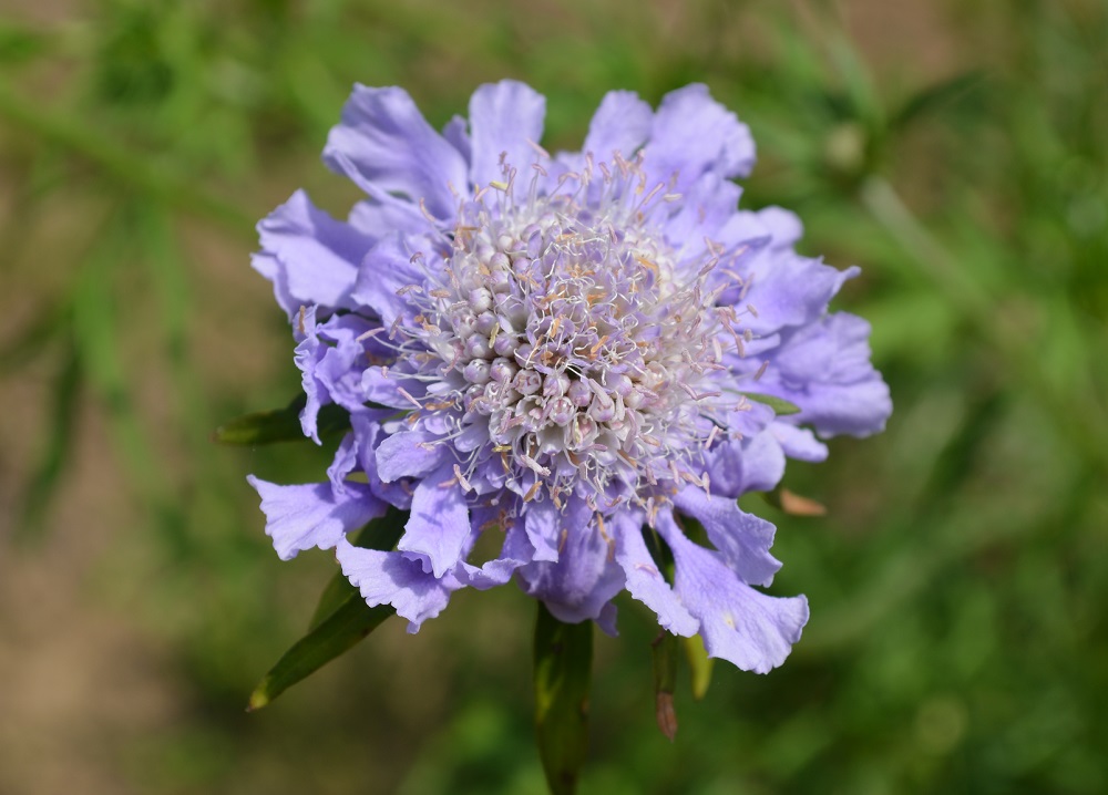 日本固有種の紫色の花 マツムシソウ 山形市野草園