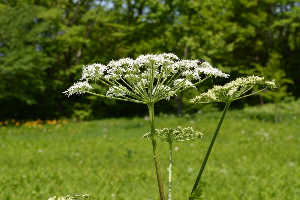 茎先に白い花が円形に集まった オオハナウド 山形市野草園