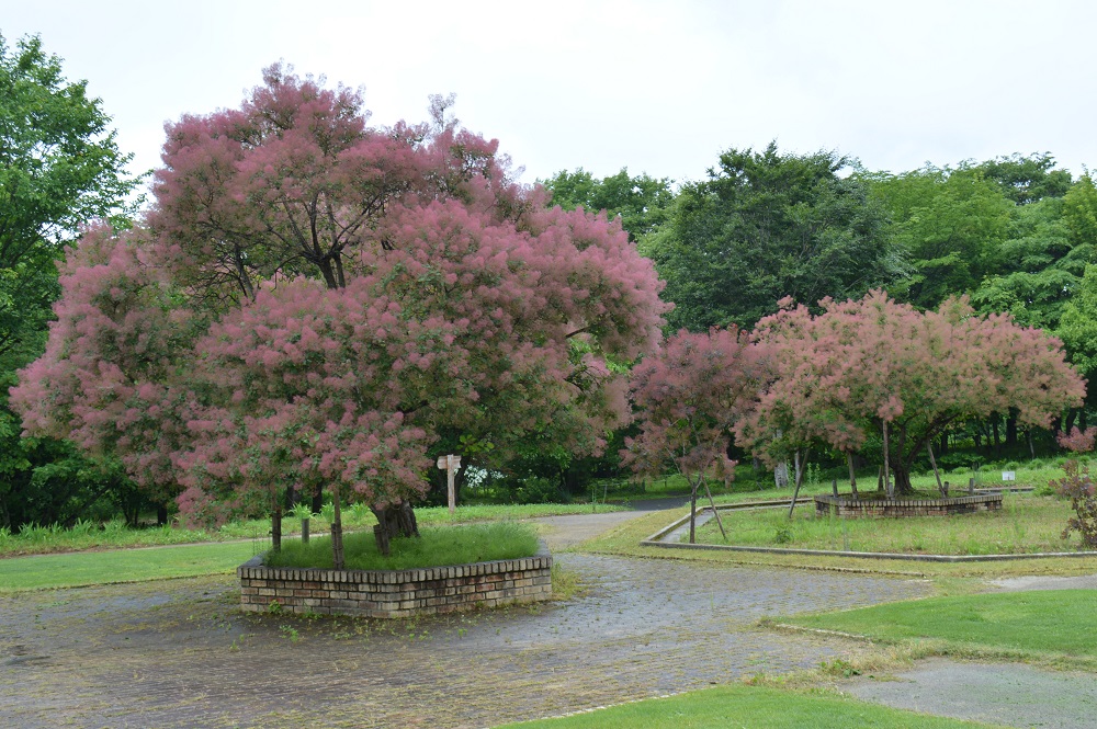 ふっくらと花が咲いているように見えるスモークツリーの木 山形市野草園