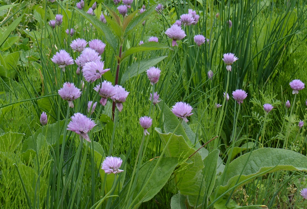 ハーブ園に咲く花たち 山形市野草園