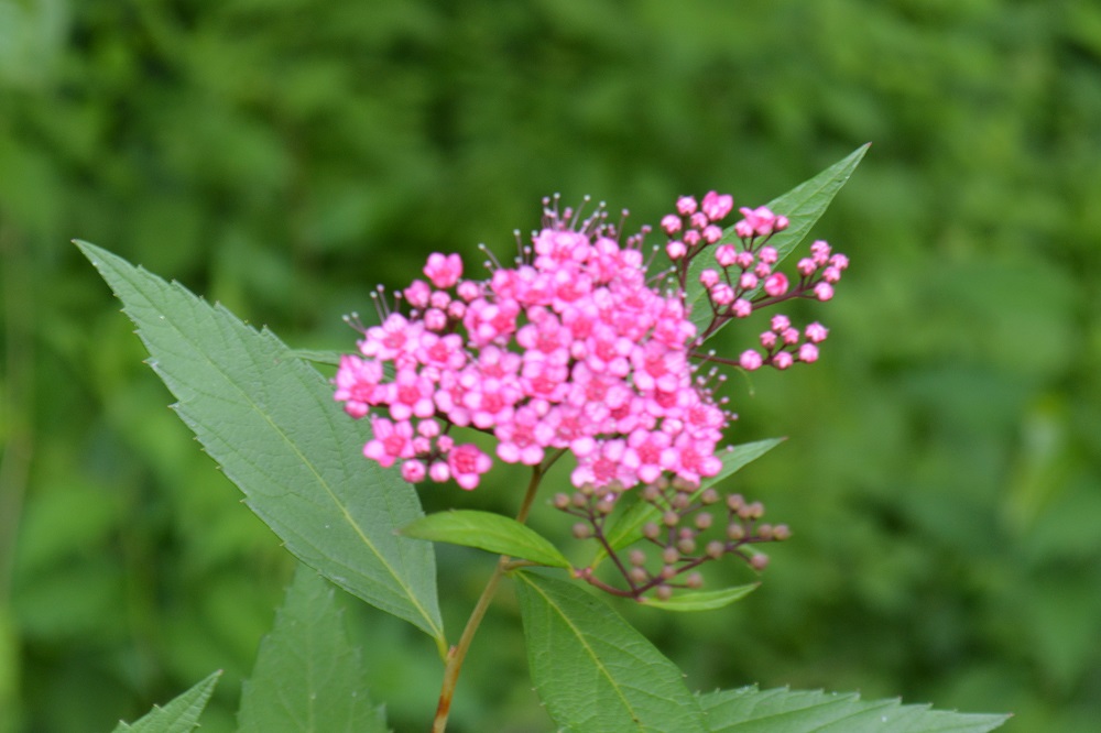 ピンク色の小花をたくさんつけるシモツケ 山形市野草園