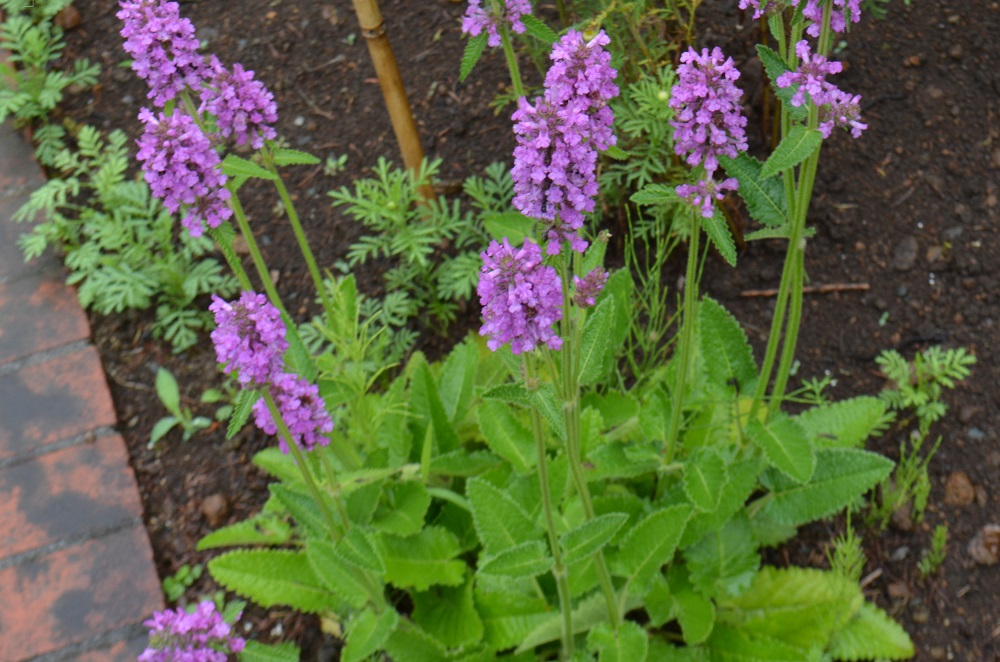 ハーブ園に咲くシソ科の花たち 山形市野草園