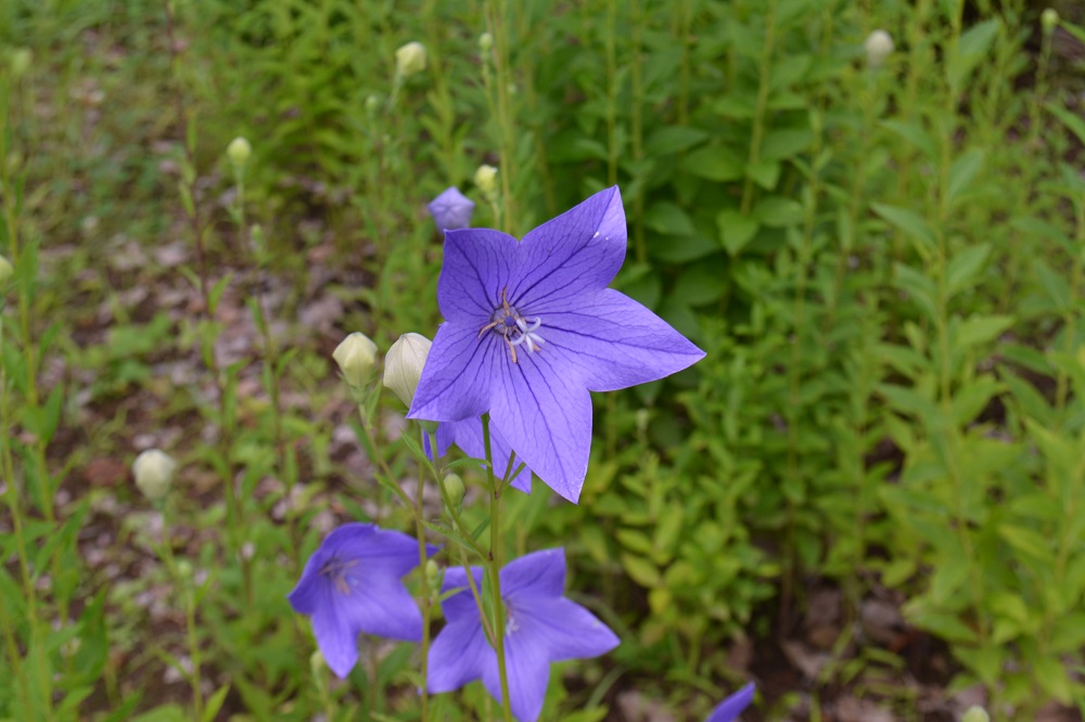 秋の七草 の青紫色の花 キキョウがたくさん咲いています 山形市野草園