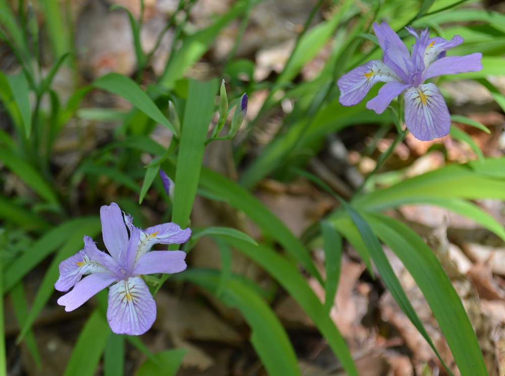 5月 18 山形市野草園 ページ 4