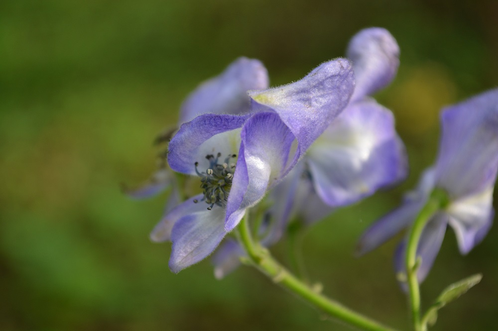 美しい紫の花は有毒 ウゼントリカブト 山形市野草園