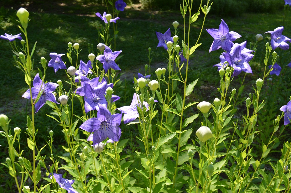 秋の七草 の青紫色の花 キキョウがたくさん咲いています 山形市野草園