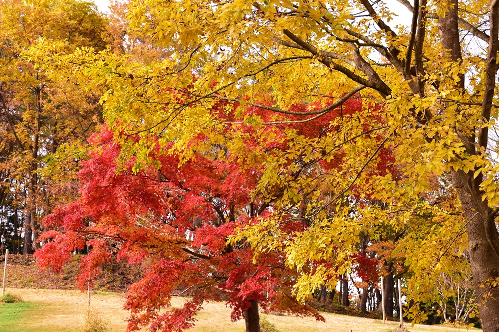 紅葉の絨毯 じゅうたん 落葉が紅葉の絨毯をつくり出しました 山形市野草園 紅葉の絨毯 じゅうたん 落葉が紅葉の絨毯をつくり出しました 山形市野草園