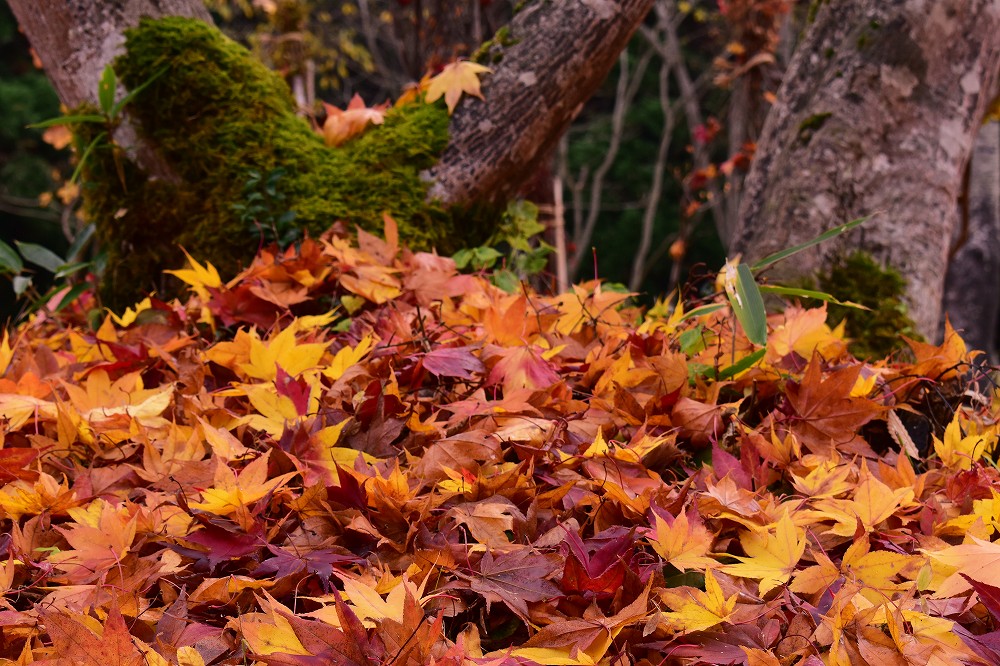 紅葉の絨毯 じゅうたん 落葉が紅葉の絨毯をつくり出しました 山形市野草園